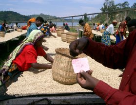 Charleston Coffee Roasters Organic Rwandan Roast - Drying Coffee Beans