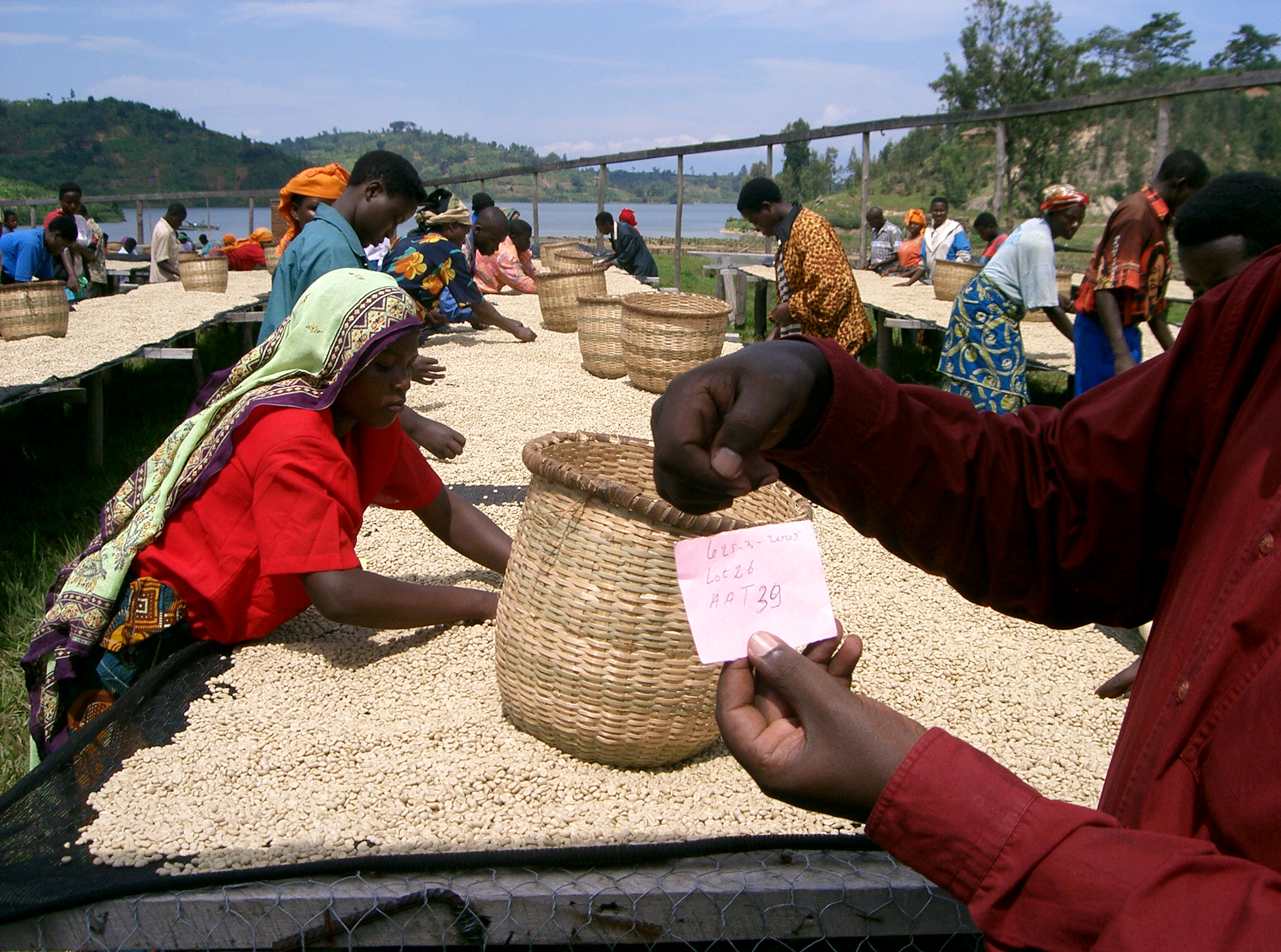 Charleston Coffee Roasters Organic Rwandan Roast - Drying Coffee Beans