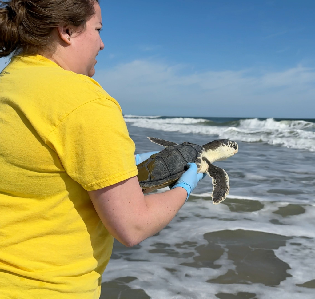 Jo the Sea Turtle is released after being rehabilitated at the South Carolina Aquarium