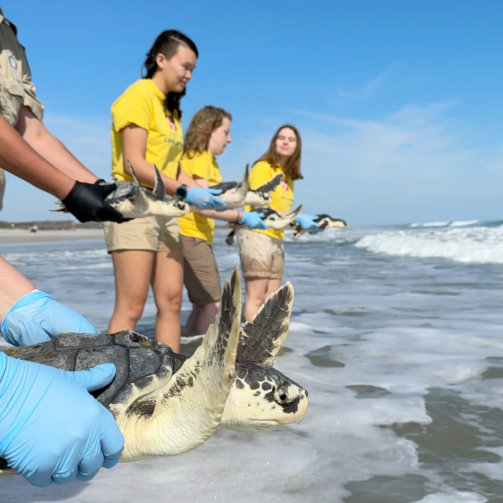 South Carolina Aquarium rescued turtles release