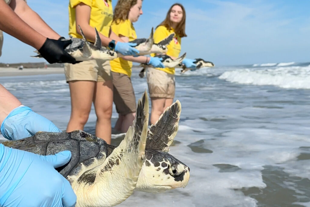 Sea Turtles being released back into the ocean after being rehabilitated at the South Carolina Aquarium