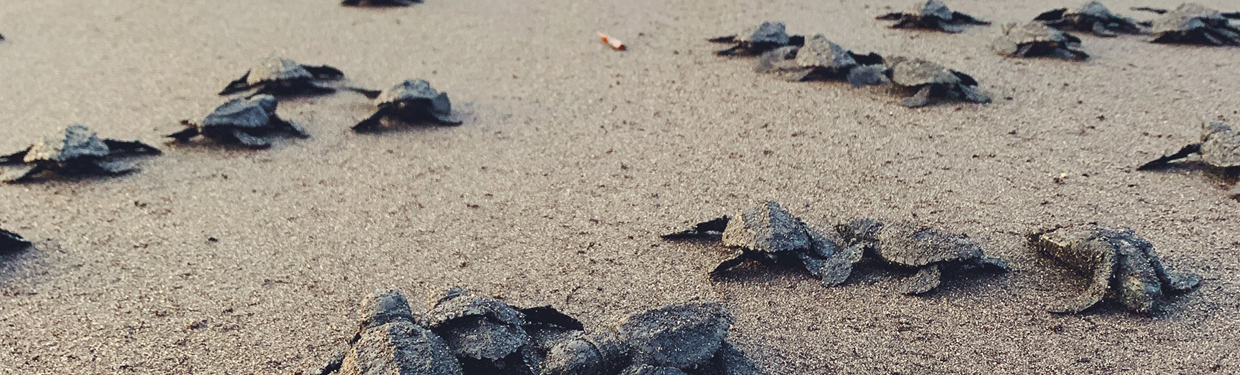 Charleston Coffee Roasters Header image with baby sea turtles