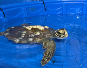 Java the sea turtle swimming in tank