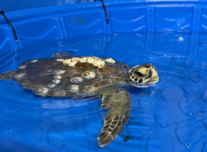 Java the sea turtle swimming in tank