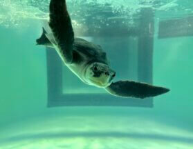 MoJo the sea turtle in the rescue tank at the South Carolina Aquarium